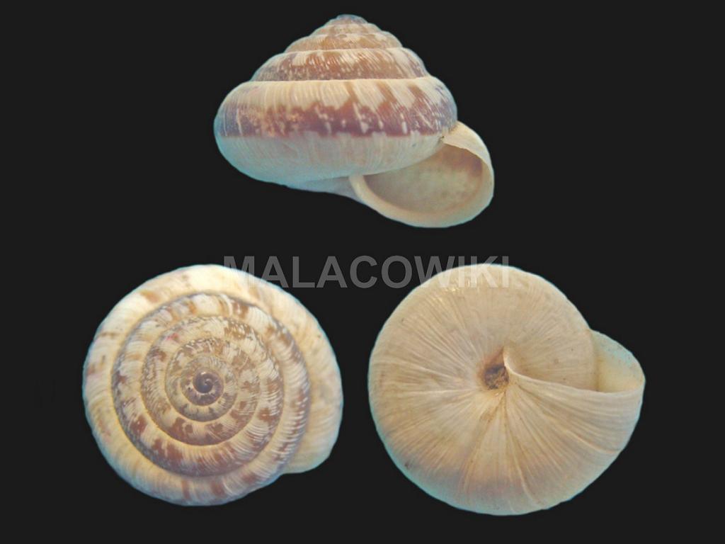 trochoideapyramidata.jpg