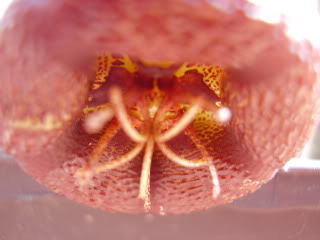 Tromotricheenglerianaflor20094.jpg
