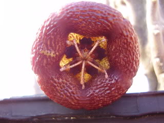 Tromotricheenglerianaflor20096.jpg