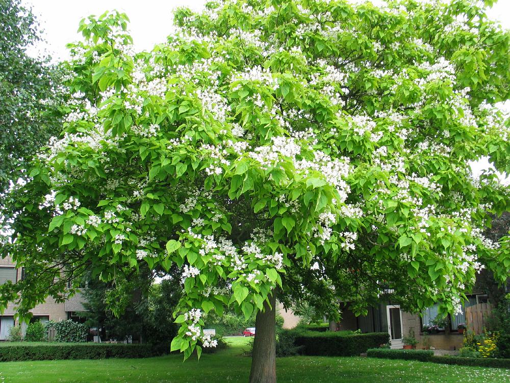 Trompetboom__Catalpa_bignonioides__Southern_catalpaimg_5123.jpg