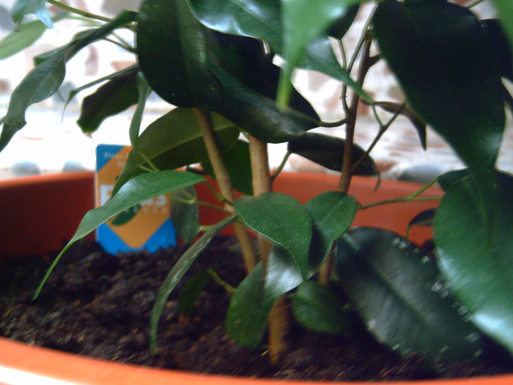 tronco%20ficus.JPG