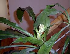 tronco_brasil_05_04_29.JPG