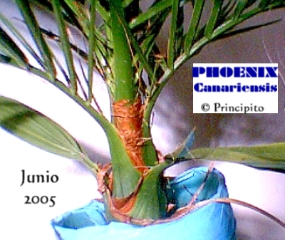 tronco_canariensis.JPG