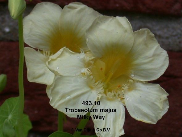 Tropaeolum%20majus%20493.10%20Milky%20Way.jpg