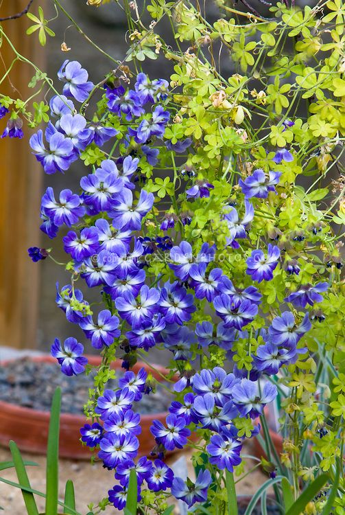 Tropaeolum-azureum-GJR4283.jpg