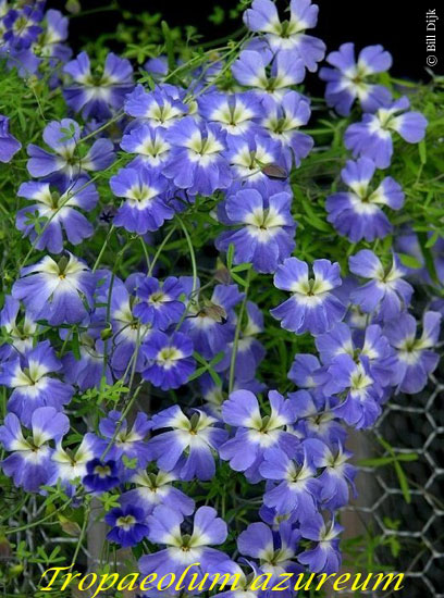 Tropaeolum_azureum3_BD.jpg
