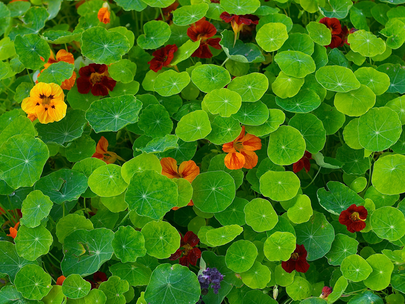 tropaeolum_majus1.jpg