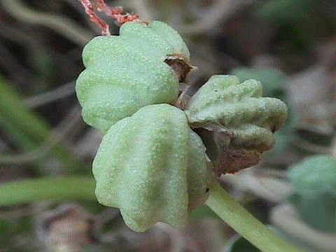 Tropaeolum_majus_06.jpg