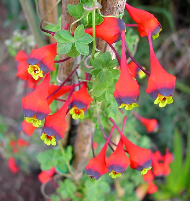 Tropaeolum_tricolor_tricolorum_9724.jpg