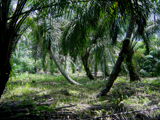 tropicalpeatlandsfuente.jpg