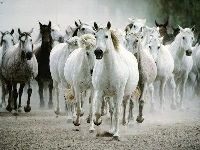 troupa-de-caballos-blancos.jpg
