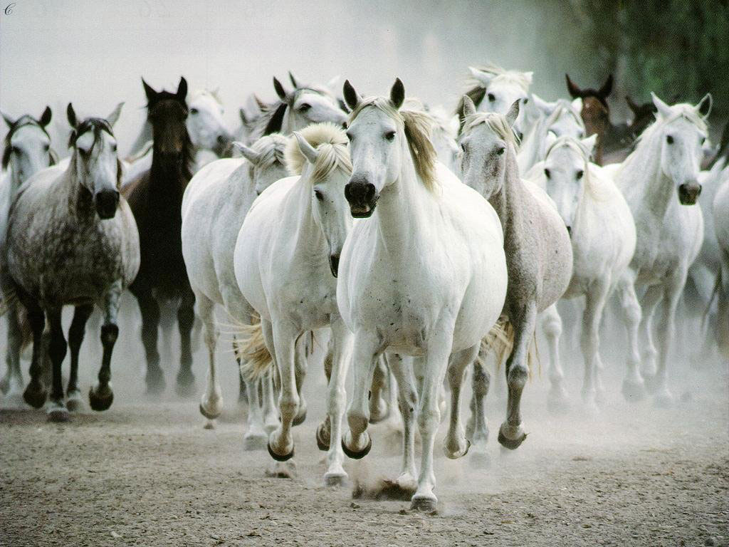 troupa-de-caballos-blancos.jpg