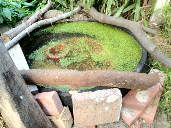 truck-tire-pond.jpg