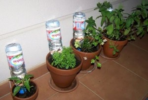 Truco-para-regar-las-plantas-durante-las-vacaciones-300x204.jpg