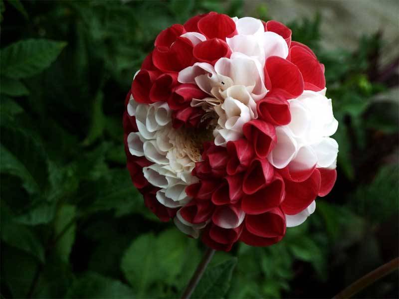 trucos-para-tener-unas-flores-bonitas.jpg