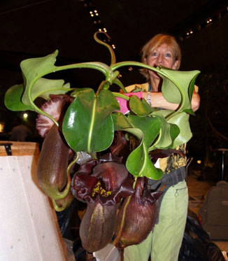 truncata%20%20out%20of%20the%20box%202.jpg