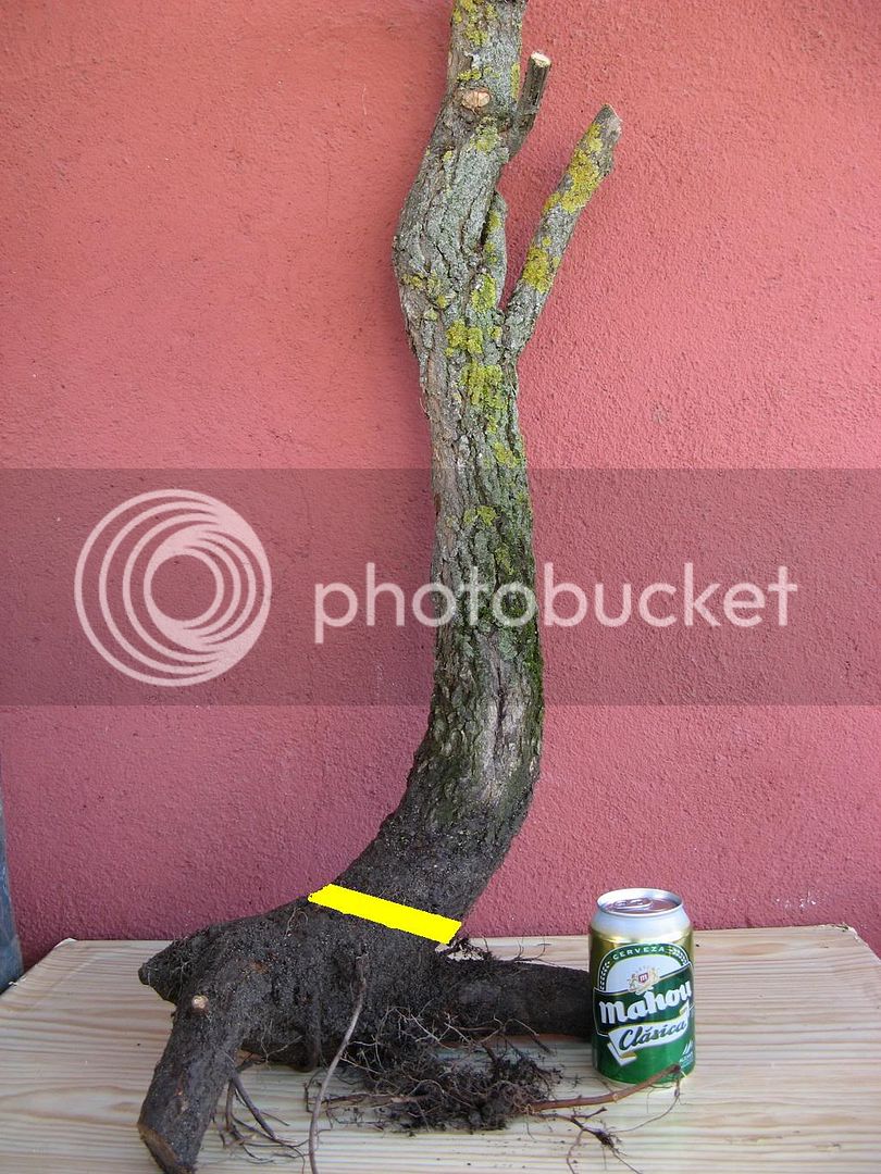 trunkb.jpg