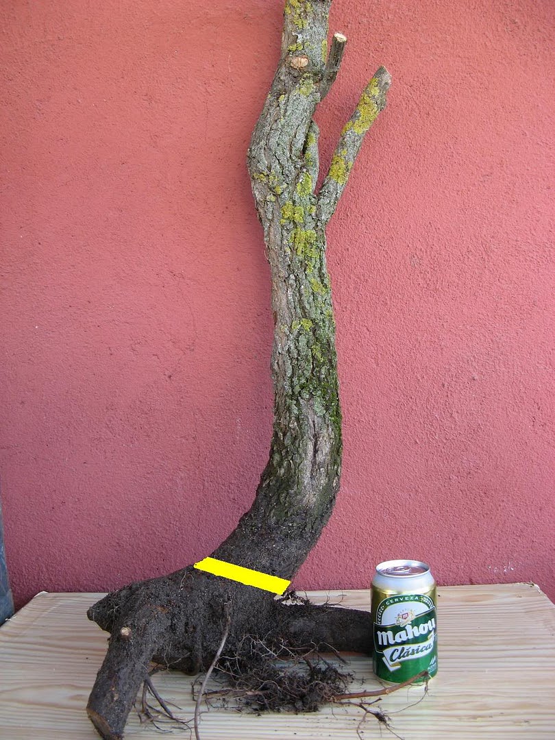 trunkitob1.jpg