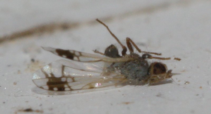 Trupanea%20stellata_3500.jpg