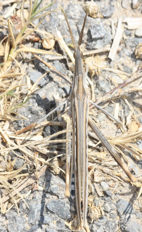 Truxalis%20nasuta%201.jpg
