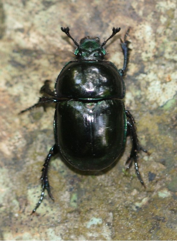 Trypocopris%20pyrenaeus_7532.jpg