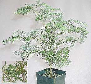 tsuga-canadensis-bonsai.jpg