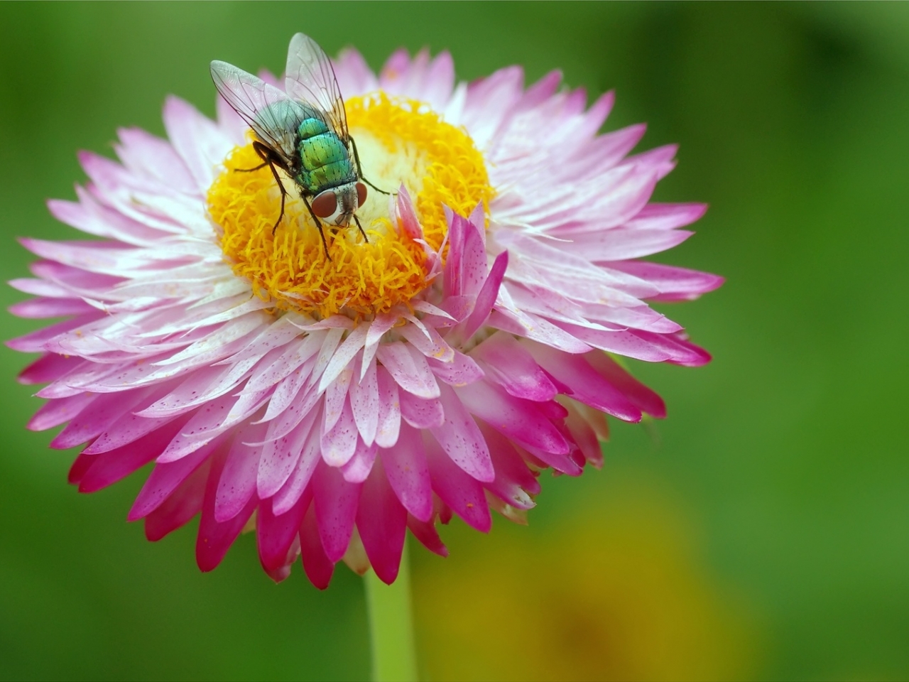 ttp%3a%2f%2fwww.fondox.net%2fwallpapers%2fresoluciones%2f14%2funa-mosca-y-una-flor_1280x960_3866.jpg