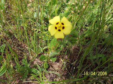 Tuberaria%20guttata.JPG