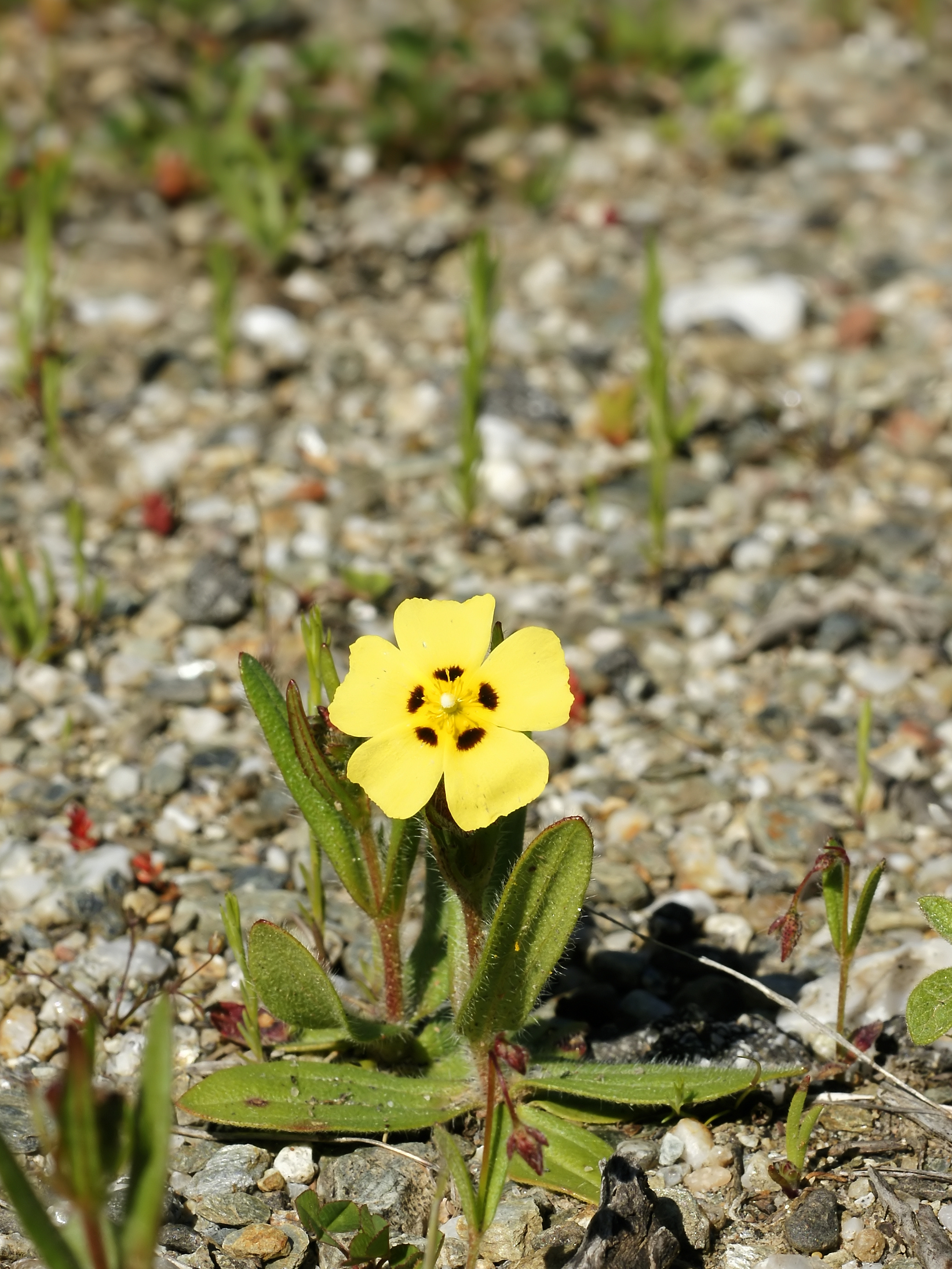Tuberaria_guttata_%28plant%29.jpg