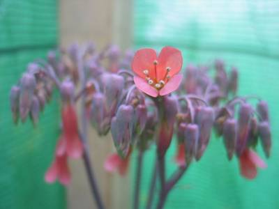 tubiflora.jpg
