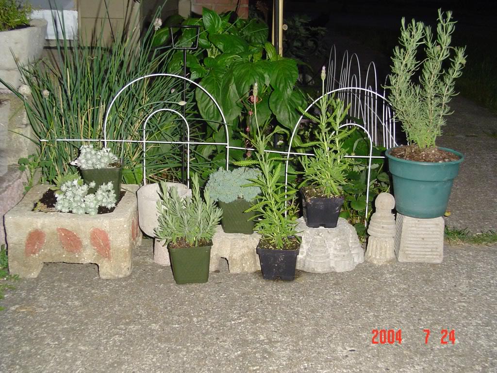tufaandplants.jpg