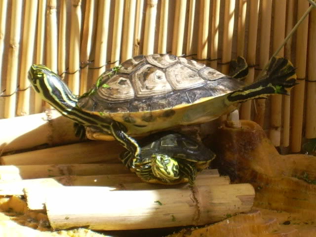 tugas20-05-0916.jpg
