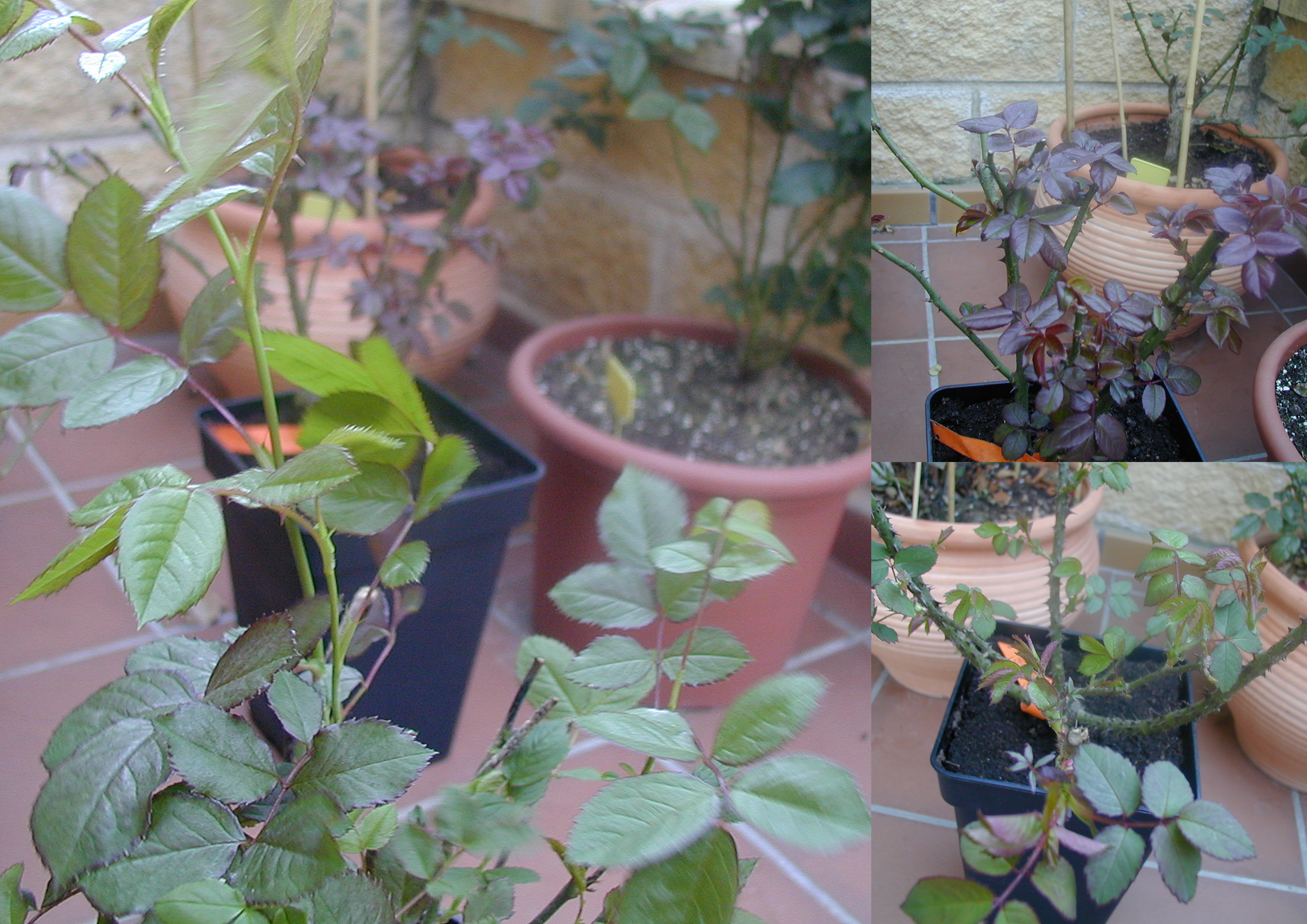 tuincentrum.jpg