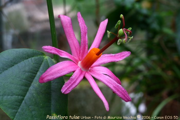 Tulae_5580_G.jpg