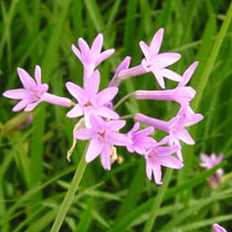tulbaghia_violacea.jpg