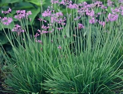 Tulbaghia_violacea.jpg