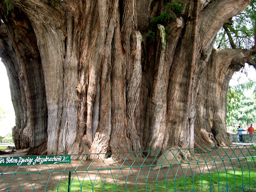 tule-tree-med.jpg