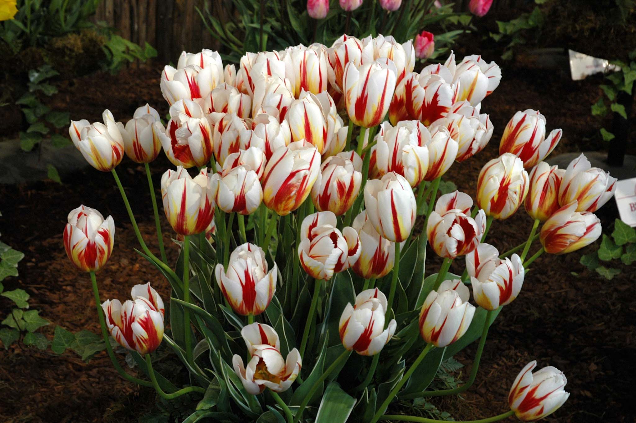 tulip-2005-trip-1.jpg