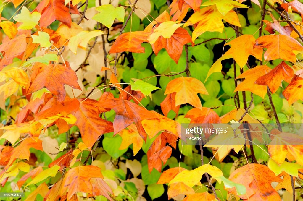 tulip-tree-autumn-colours-north-rhinewestphalia-germany-picture-id950703422.jpg