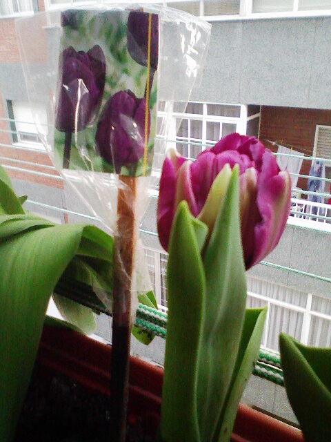 tulip1 (1).jpg