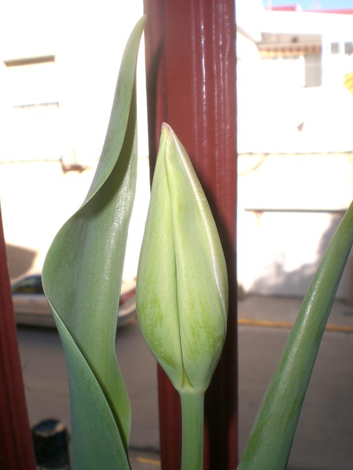 tulip2b.JPG