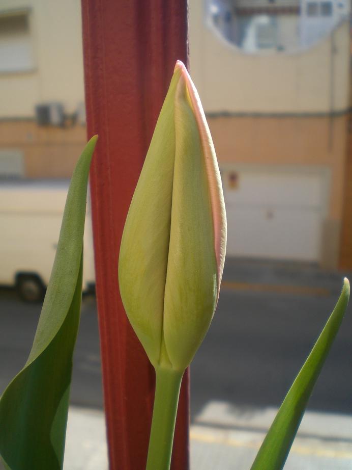 tulip4b.JPG