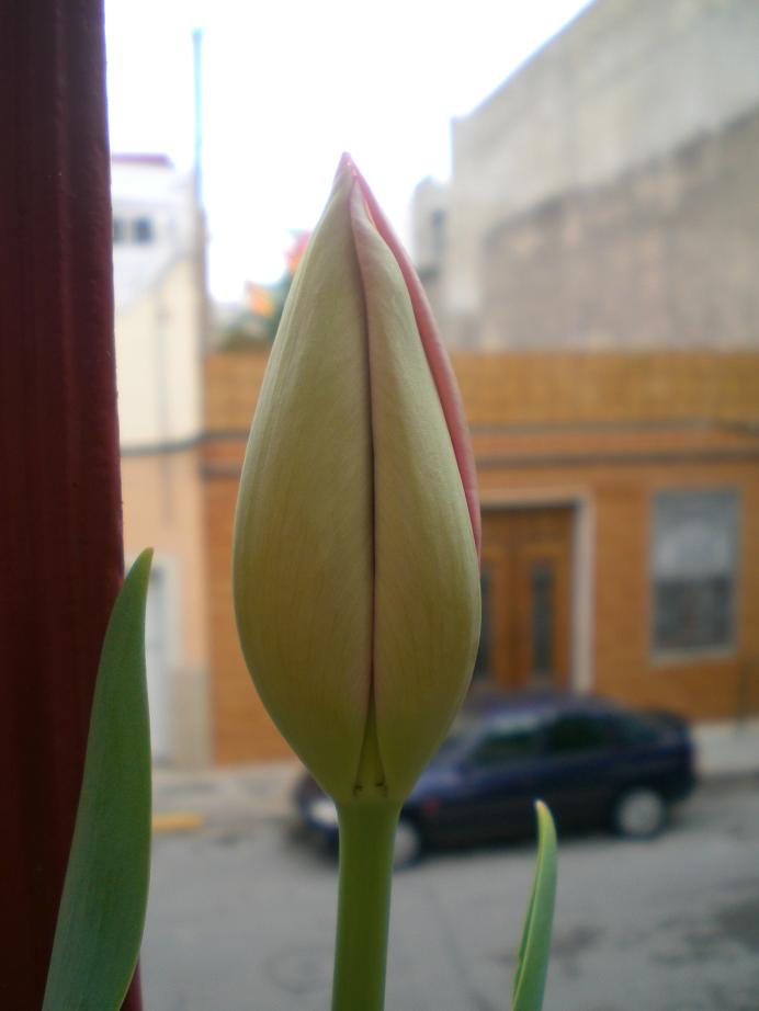 tulip5b.JPG
