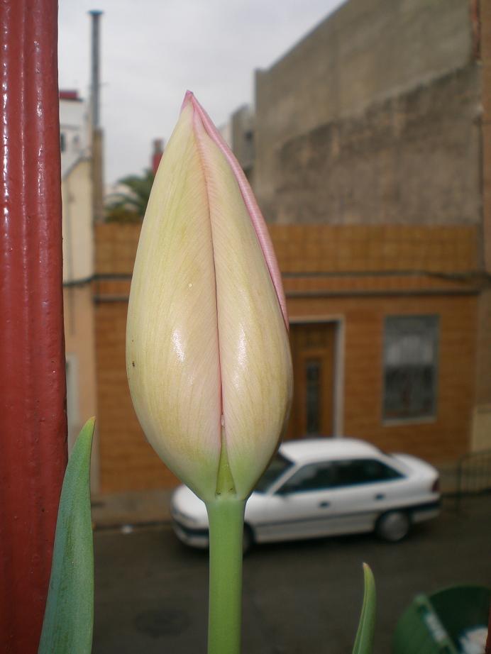 tulip6b.JPG