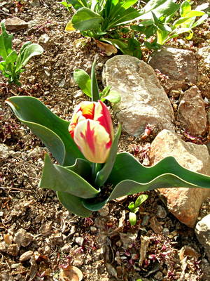 tulip_bi-color.JPG