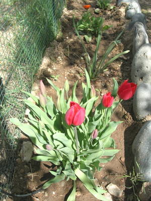 tulip_grupo_mar07.JPG