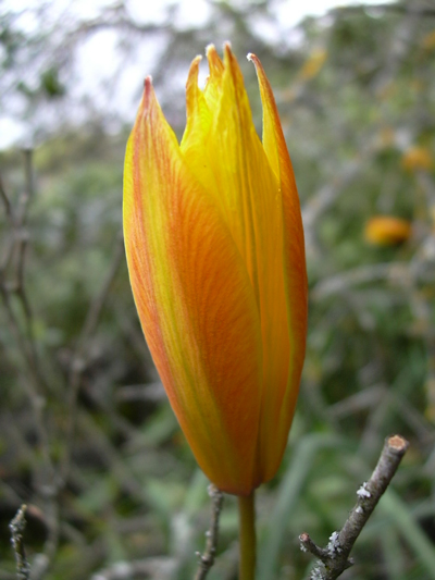 Tulipa-sylvestris-australis.jpg