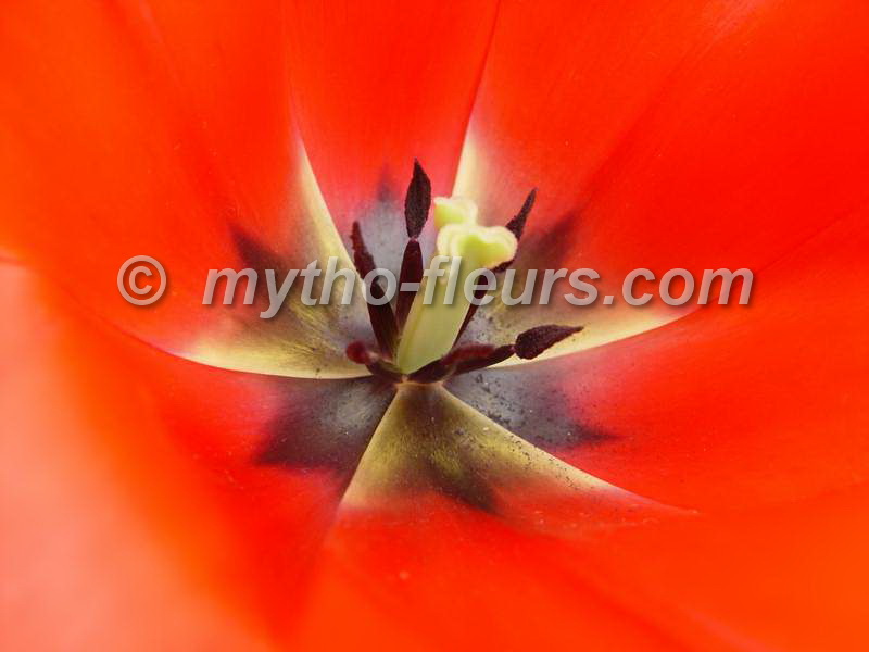 tulipa_double_spryng.JPG