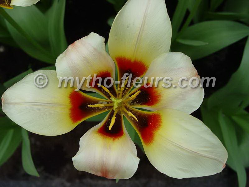 tulipa_greigii_lady_diana.JPG