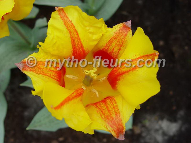 tulipa_greigii_pensacola_2.JPG